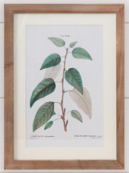 Botanical Green Leaves Framed Prints