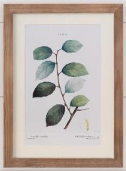 Botanical Green Leaves Framed Prints