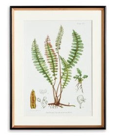 Structural Fern Study
