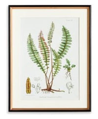 Structural Fern Study