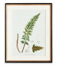 Structural Fern Study