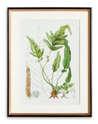 Structural Fern Study