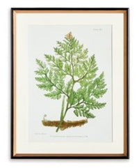 Structural Fern Study