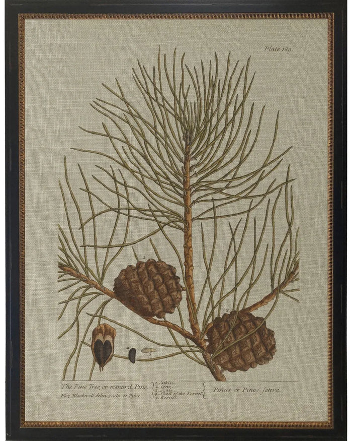 Pine Tree on Bookplate - 12x16