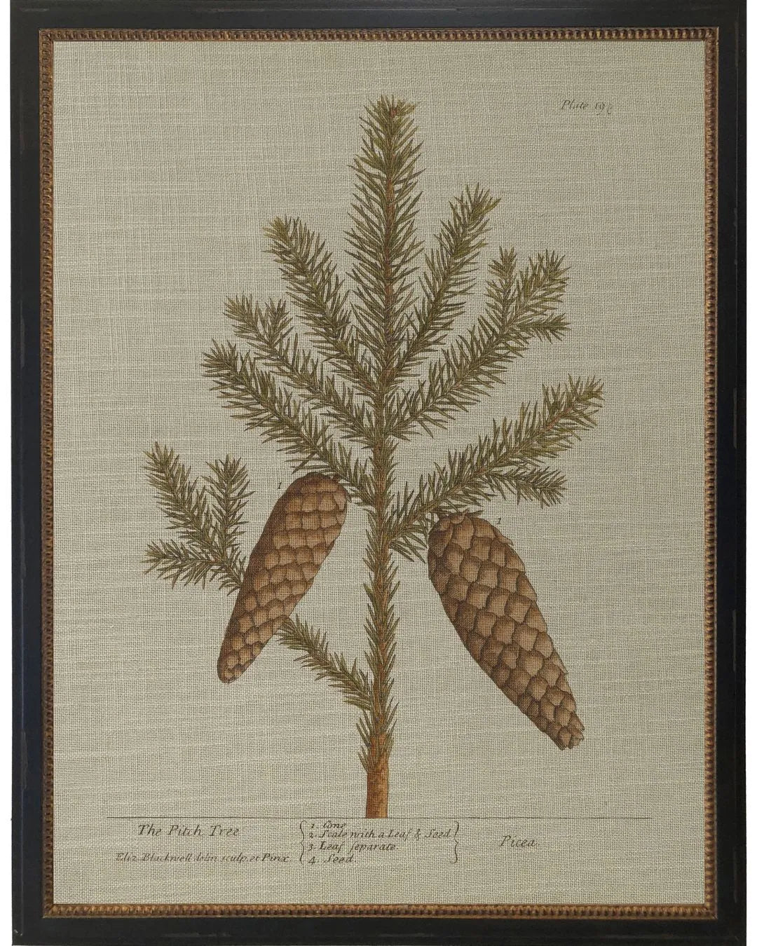 Pitch Pine Bookplate - 12x16