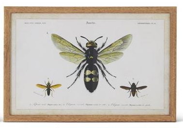 Insect Prints with Brown Wood Frame