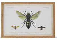 Insect Prints with Brown Wood Frame