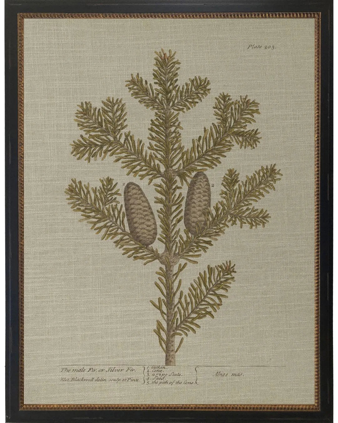 Silver Fir Bookplate - 12x16