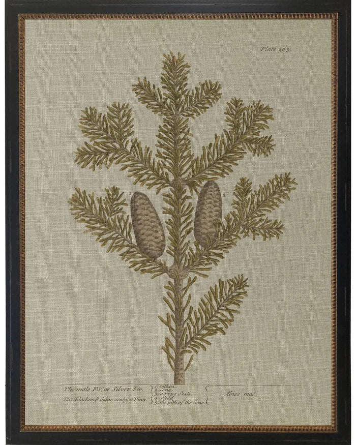 Silver Fir Bookplate - 12x16
