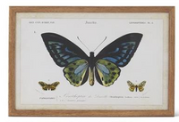 Insect Prints with Brown Wood Frame