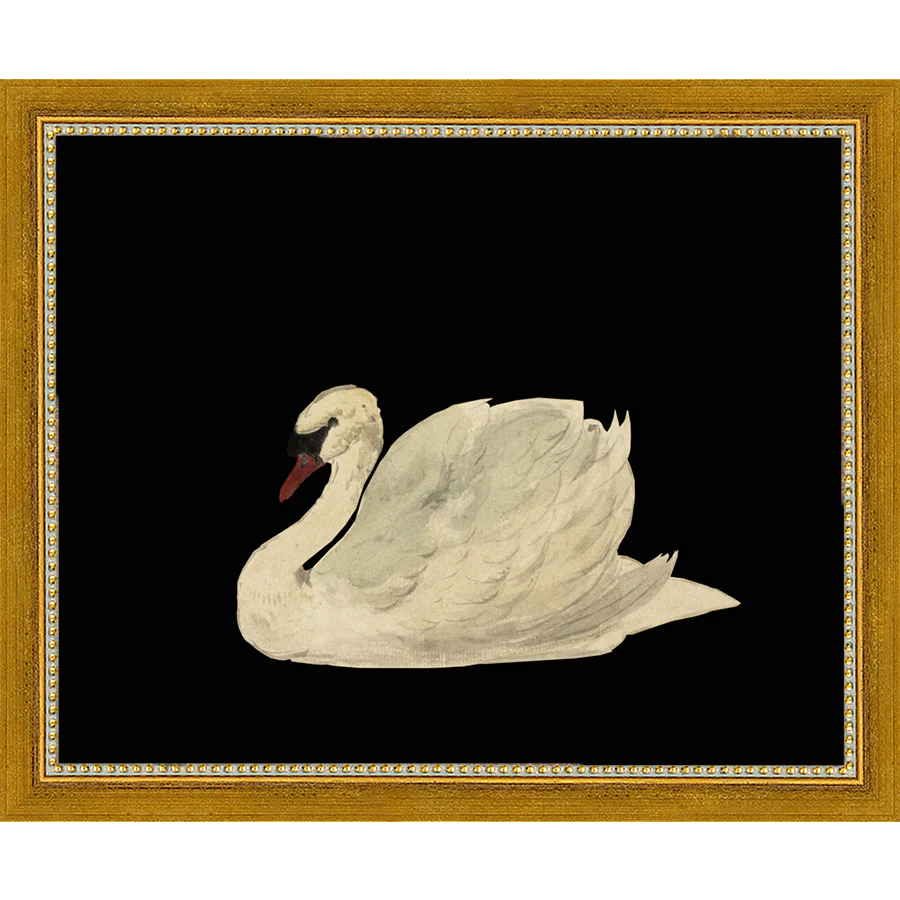 Swan on Black Field