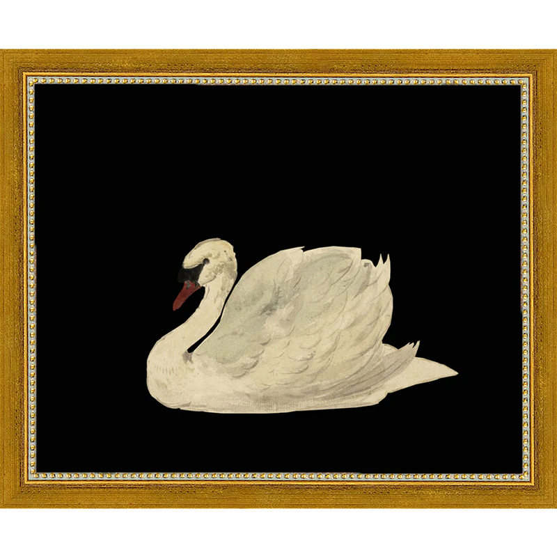 Swan on Black Field