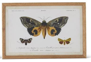 Insect Prints with Brown Wood Frame