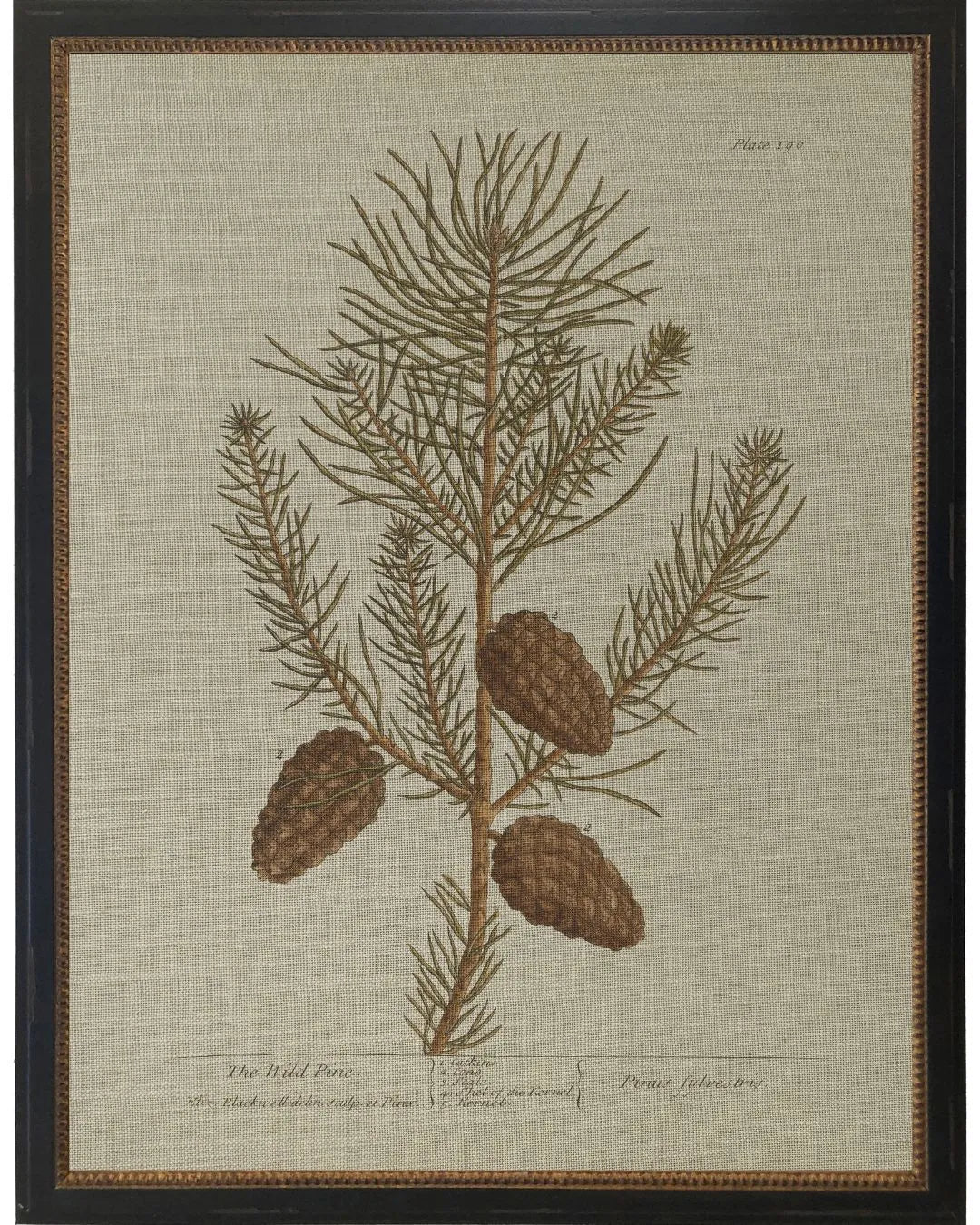 Wild Pine Bookplate - 12x16