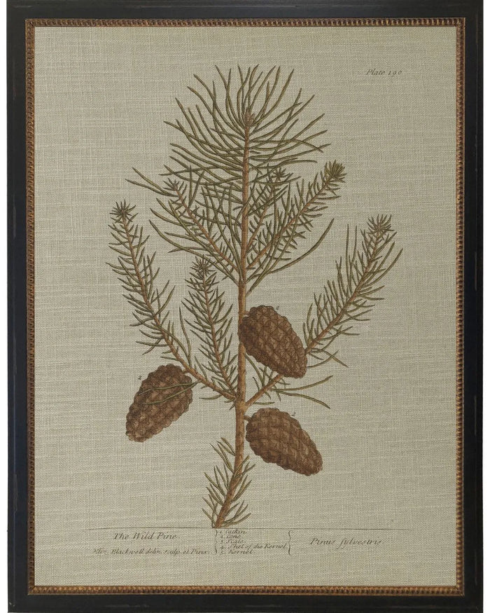 Wild Pine Bookplate - 12x16